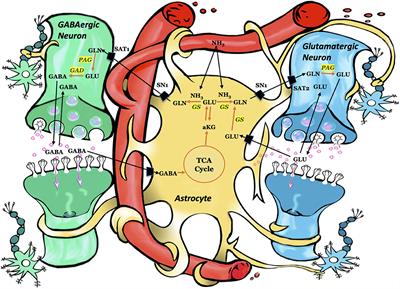 Astroglial Glutamine Synthetase and the Pathogenesis of Mesial Temporal Lobe Epilepsy